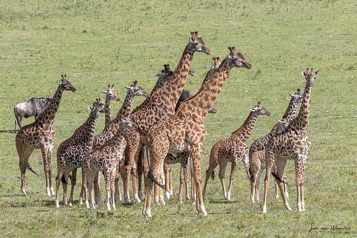 Day 1 Arusha – Lake Manyara National Park