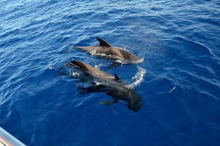 3-hour Whale and Dolphin Watching and Listening Tour