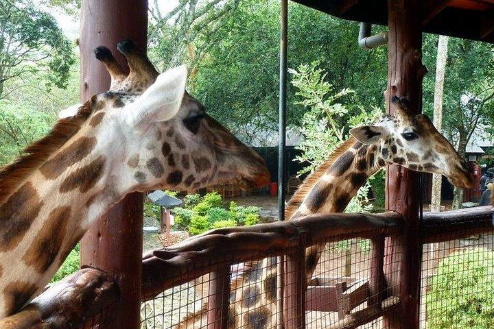 Tour Giraffe Center,Karen blixen and lunch carnivore restaurant