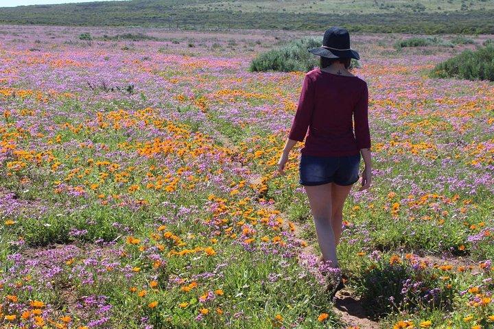 West Coast Wonders Full Day Tour with Private Transfer
