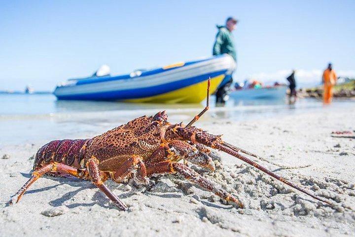 West Coast Wonders Full Day Tour with Private Transfer