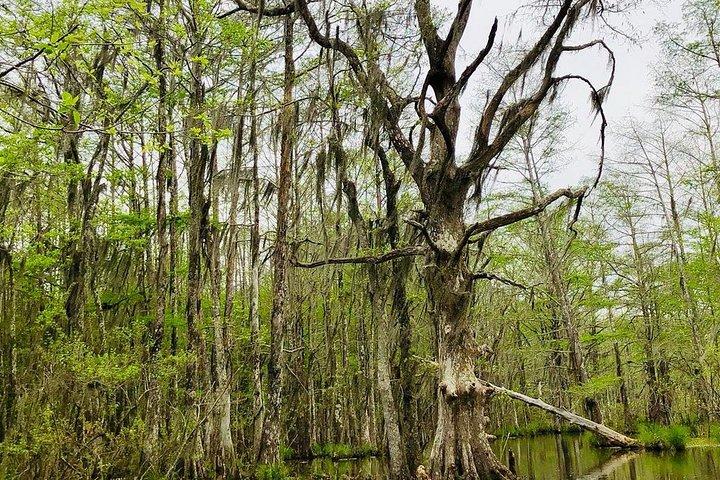 New Orleans Self-Transport Swamp and Bayou Boat Tour