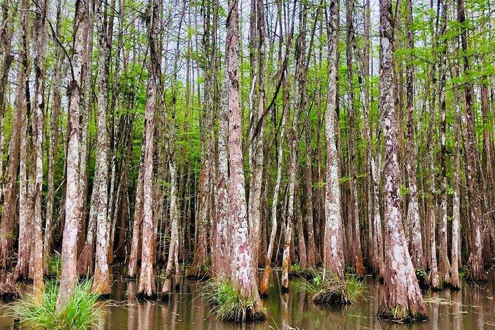 New Orleans Self-Transport Swamp and Bayou Boat Tour