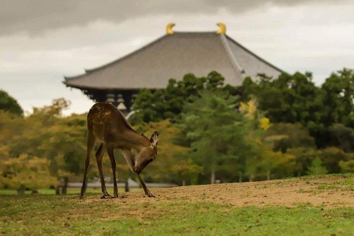 Nara Private Tour by Public Transportation from Osaka