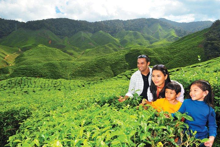 Cameron Highlands Full Day Tour (pick up from Kuala Lumpur)