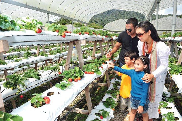 Cameron Highlands Full Day Tour (pick up from Kuala Lumpur)