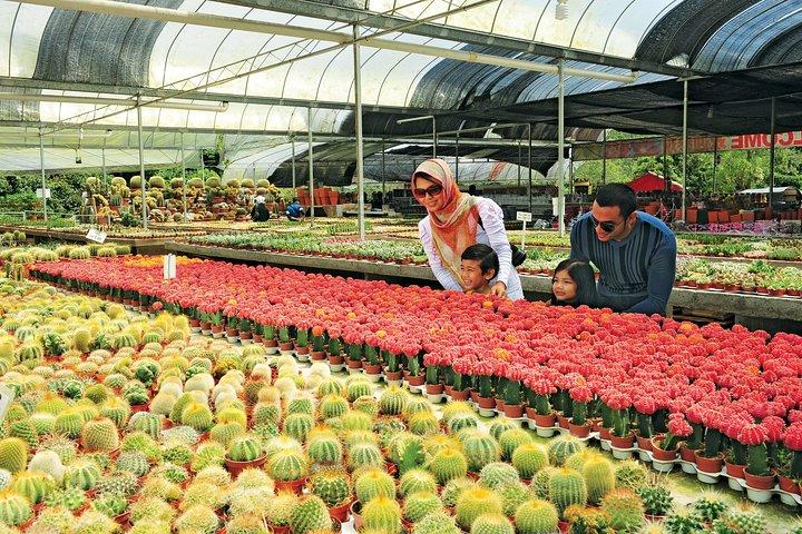Cameron Highlands Full Day Tour (pick up from Kuala Lumpur)