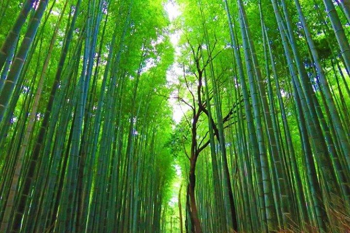 Full Day Kyoto Chartered Taxi Tour