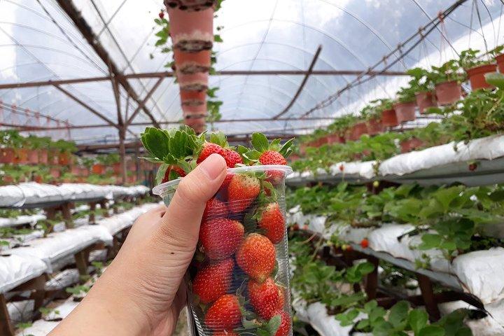 Private Cameron Highlands Day Tour from Kuala Lumpur