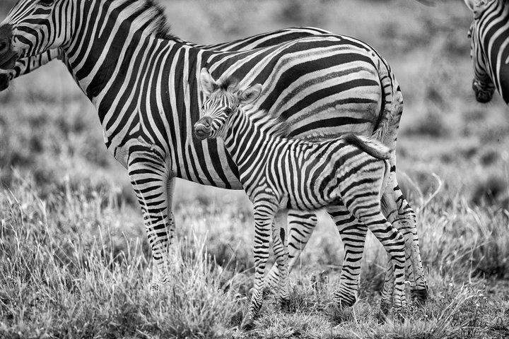 3 Days Masai Mara Group Joining -- Daily Departures