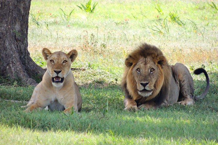4 Days Masai Mara and Lake Nakuru