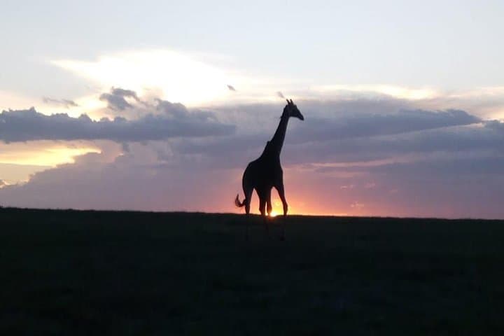 4 Days - Majestic Maasai Mara and Lake Nakuru Safari