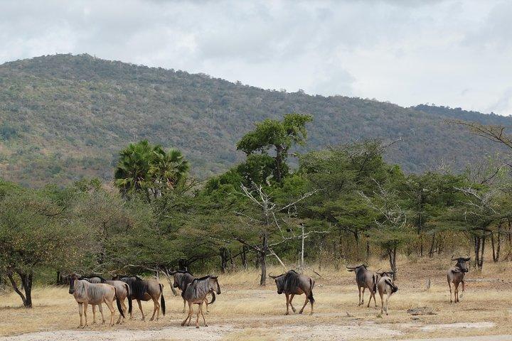 3 Days Safari to Nyerere National Park (Selous Game Reserve)