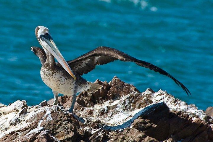 Ballestas Islands Group Tour from Paracas