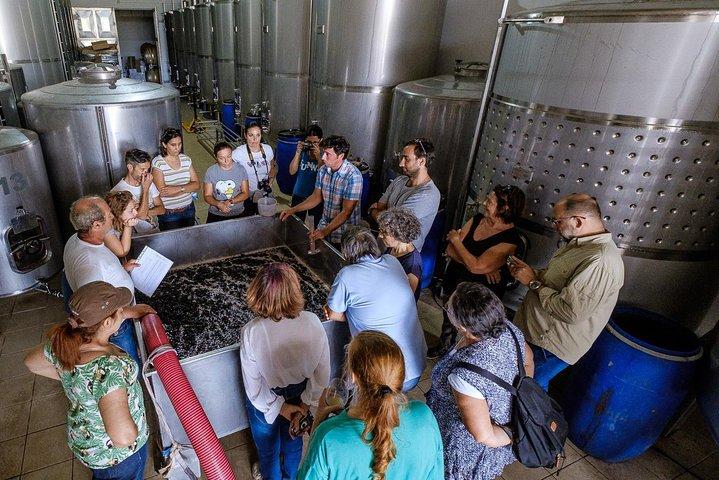 Tour & Wine tasting - Authentic Algarve Flavours by Quinta da Tôr