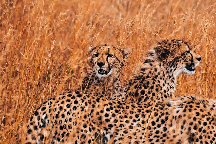 7 Days Tanzania Unforgettable Comfort Safari