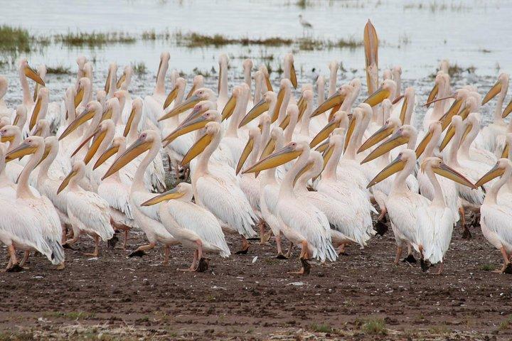 6 Days Tanzania Budget Camping Safari