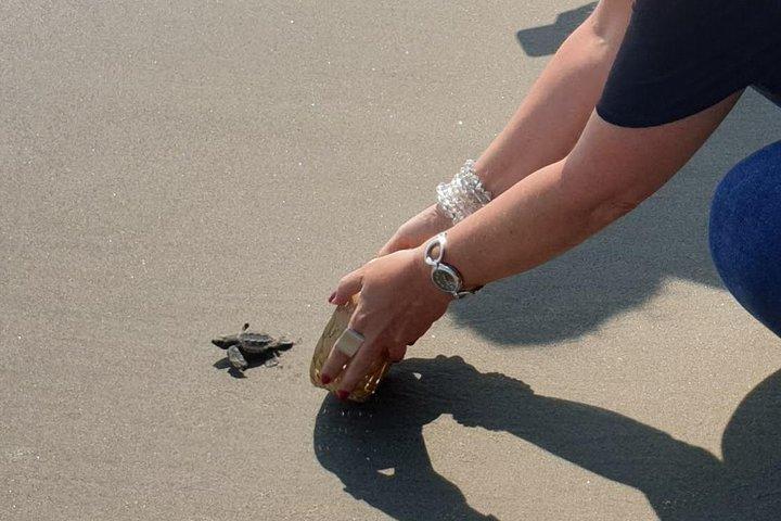 6Hr All Highlights Divers Turtles Release Cruise or Hotels Pickup