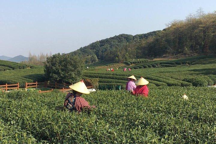 Yunxi Bamboo Forest and West Lake Private Day Tour with Tea Plantation Experience