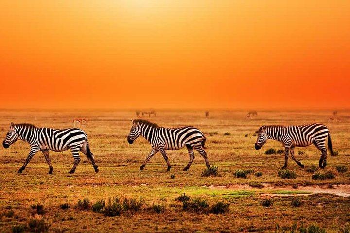 Tarangire National park and Ngorongoro Crater