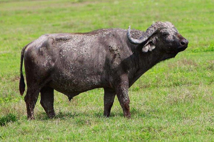 4 Days Experience big five in Tarangire, Serengeti & Ngorongoro Safari