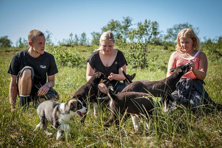 Puppy Training Experience at a Husky Farm in Tromso