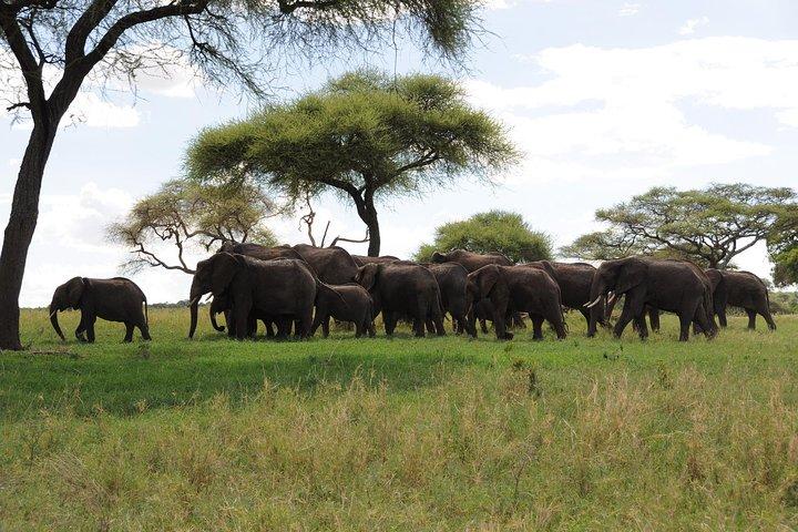 Tarangire National Park Day Tour