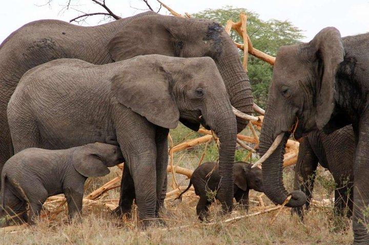 6 Day Tanzania Wildlife Mid range Safari