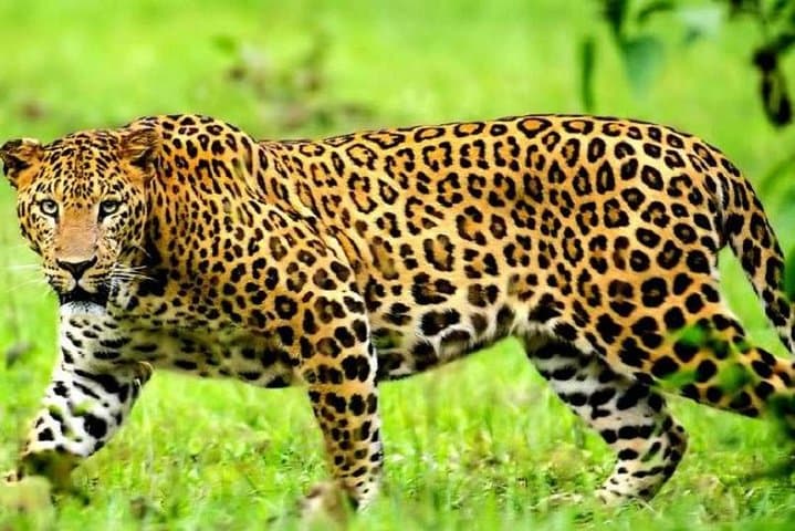 Discover Kenya 9 Days Wildlife Safari