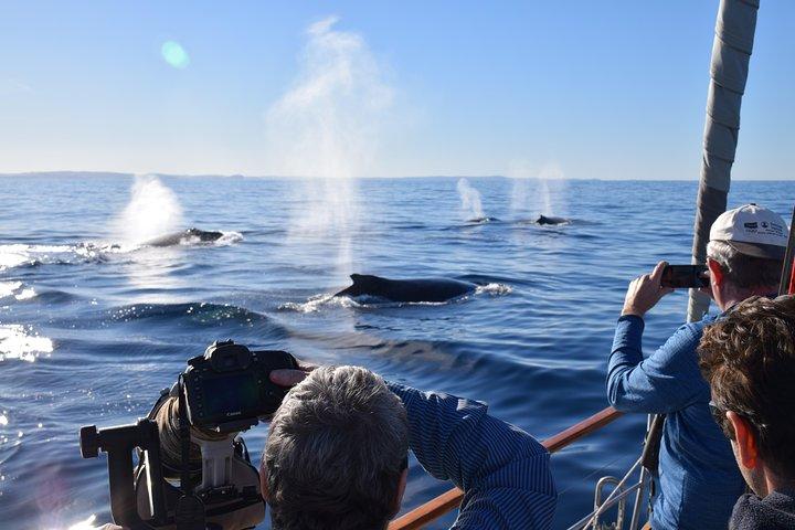Whale Watching Sailing Experience in Sydney