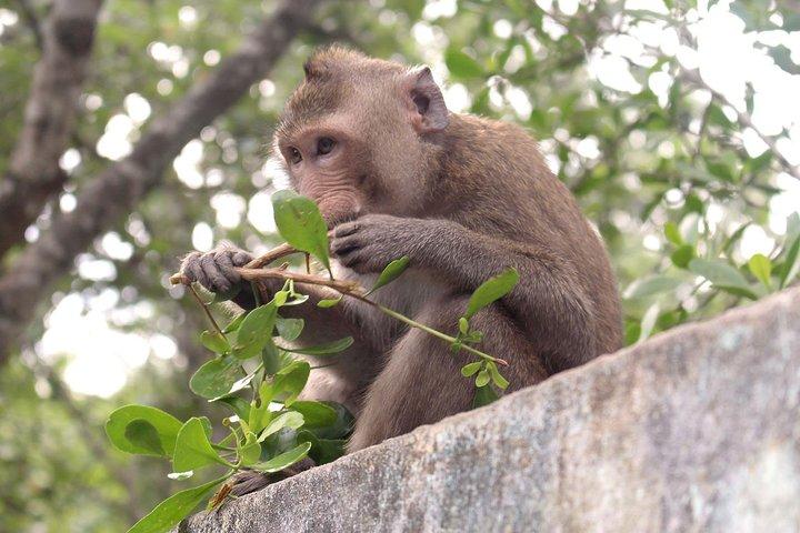 Private Can Gio Mangrove Forest by Speedboat – Escape from Saigon