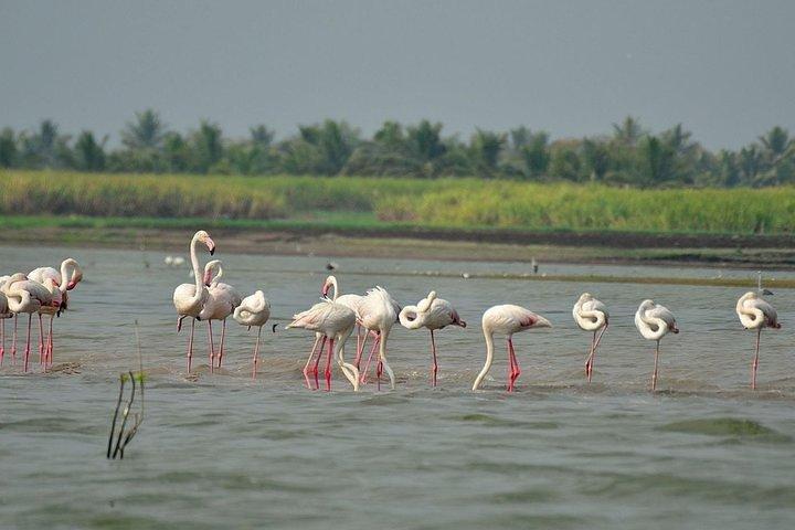 Bundala National Park Safari From Hambantota Seaport