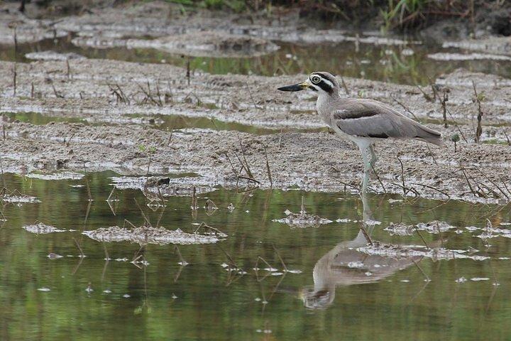 Bundala National Park Safari From Hambantota Seaport