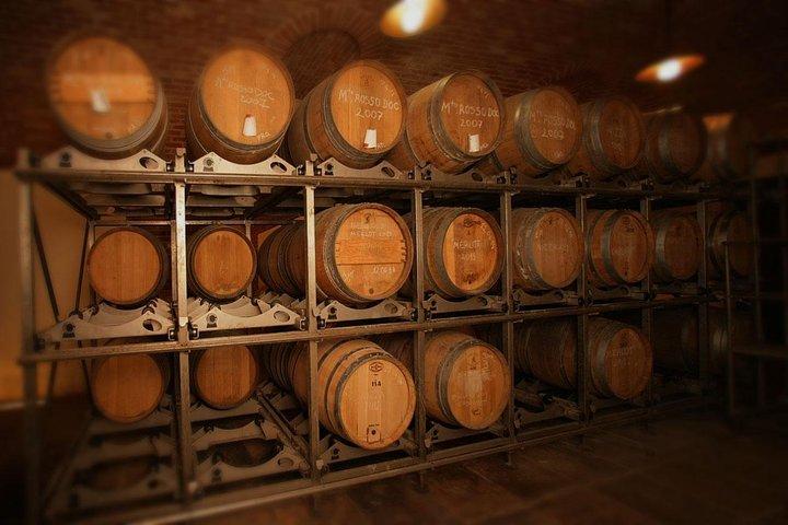 Visit among vineyards and wine cellar with wine tasting in Nizza Monferrato