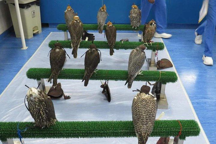 Falcon Hospital Tour