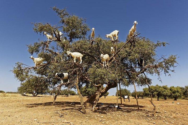 Discover Essaouira In One Day Trip from Agadir