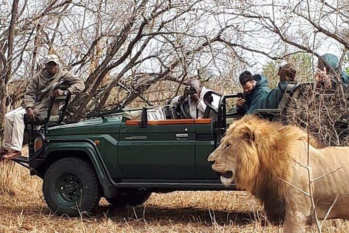 Kruger Park Safari