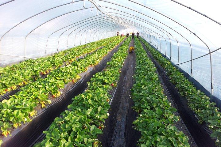 [Perfect Private Tour] Strawberry Farm & Nami Island & Lunch