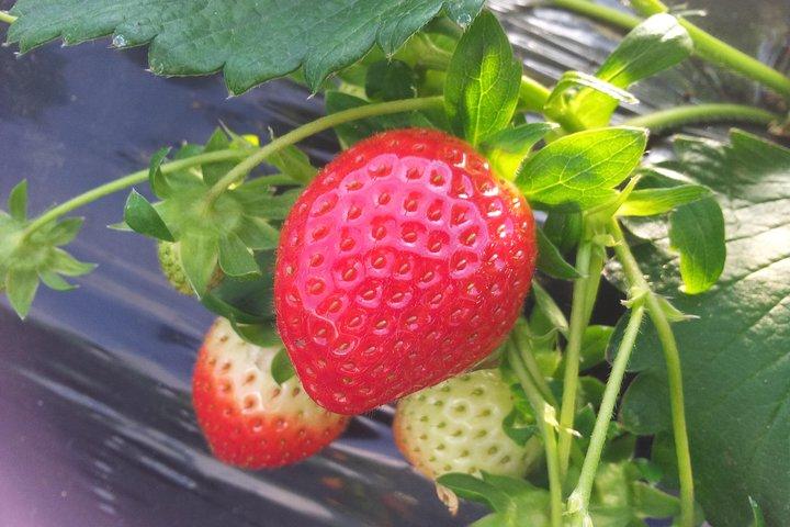 [Perfect Private Tour] Strawberry Farm & Nami Island & Lunch