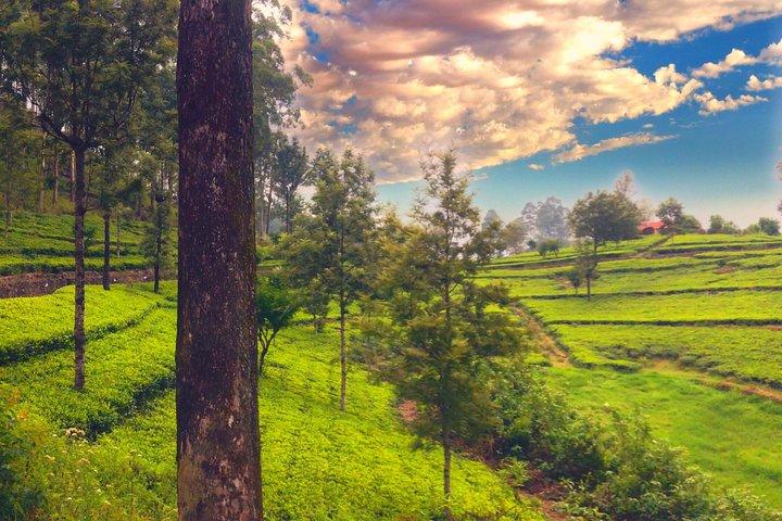 Muslim Friendly Private SriLanka Tour - Halal Meals, Prayer Stops