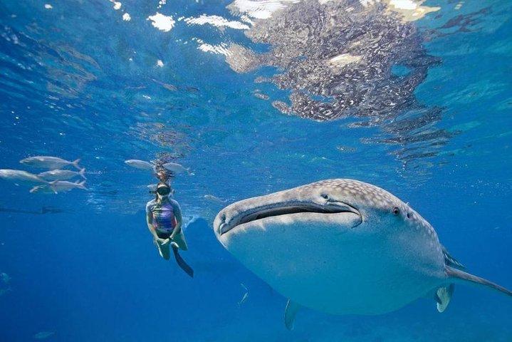 Whale Shark Watching and Sumilon Sandbar Private Tour Package