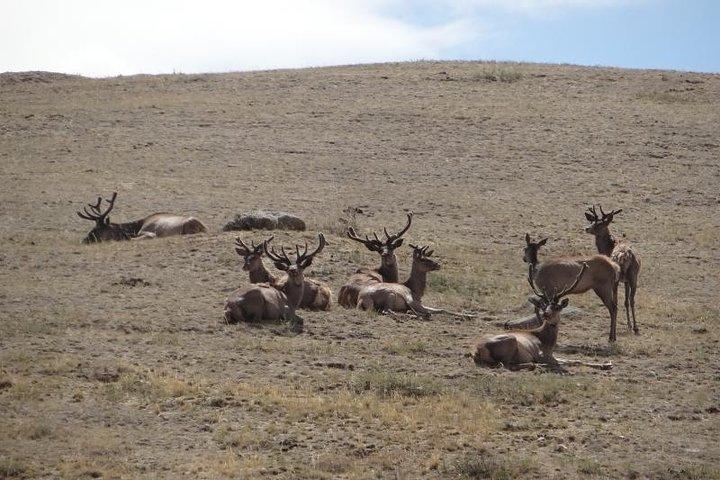 Terelj and Khustai National parks Mongolia 1-2 days