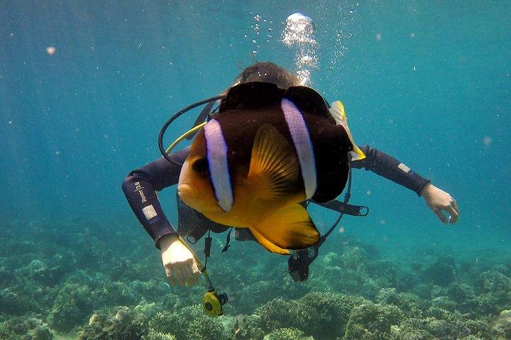 Fun Dives - Guided Dives for Certified Divers