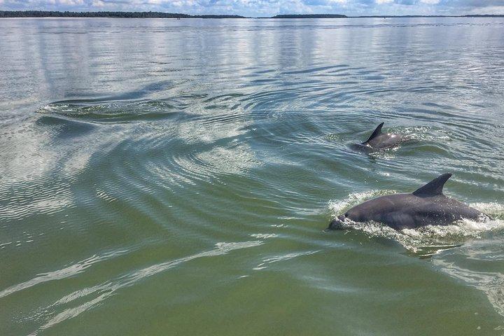 Hilton Head Dolphin Watching Cruise with Fireworks Display