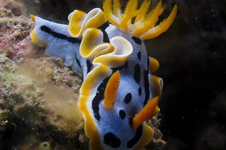 Fun Dives - Guided Dives for Certified Divers