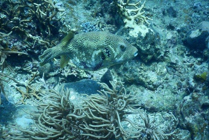 Fun Dives - Guided Dives for Certified Divers