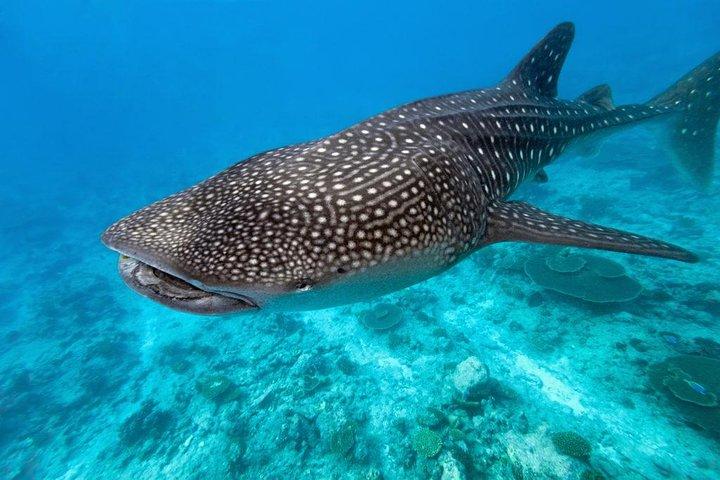 Whale Shark Encounter and Sumilon Sandbar with Kawasan Falls