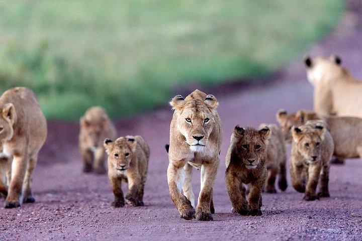 Day trip in Ngorongoro Crater