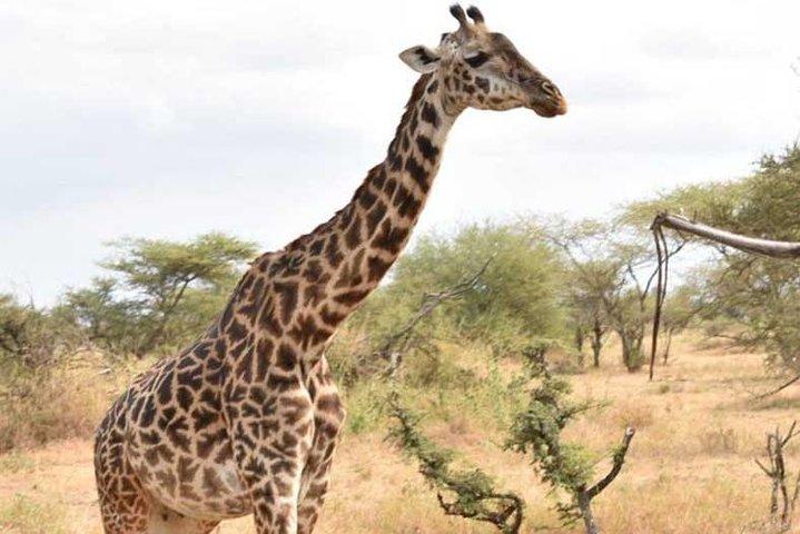 2 Days Africa Safari