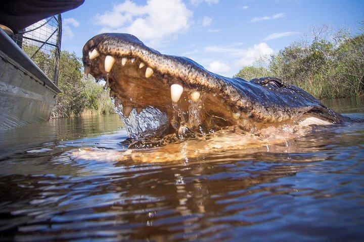Miami + Everglades in One Perfect Day–small group & pick up